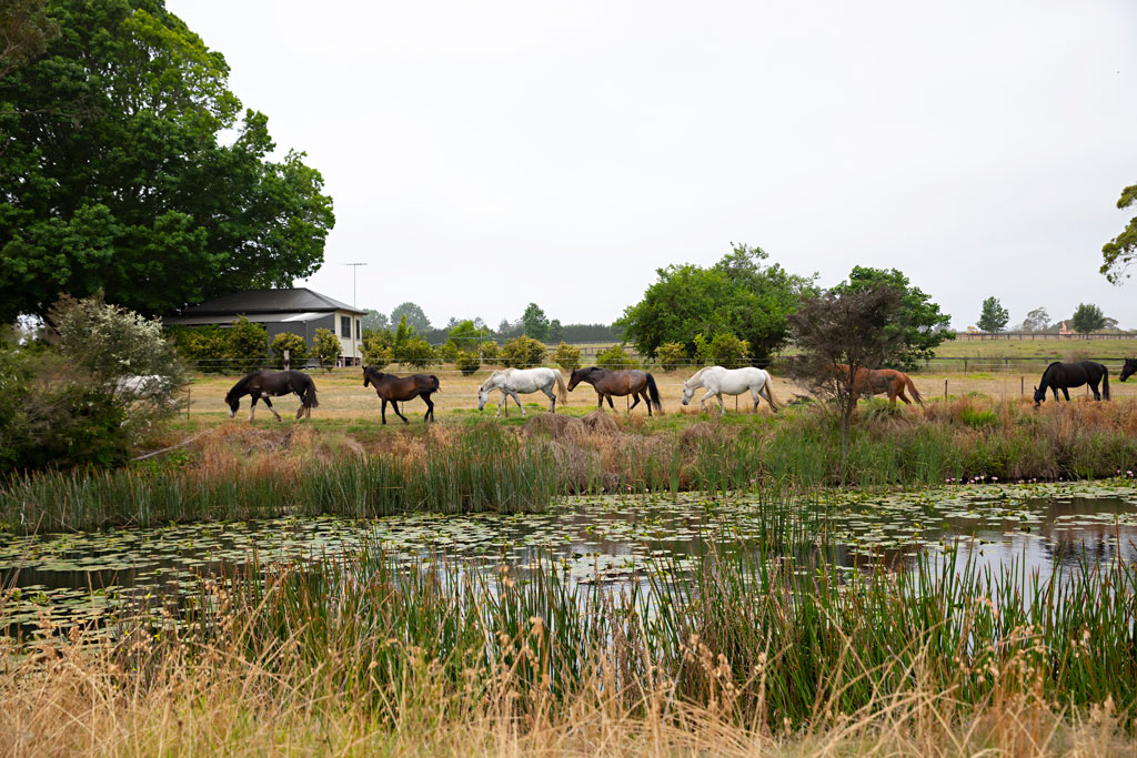 glenworth eco cabins horses