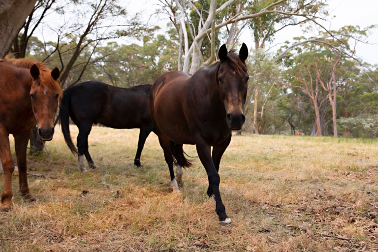 horses roaming around the eco cabins for that true country feel