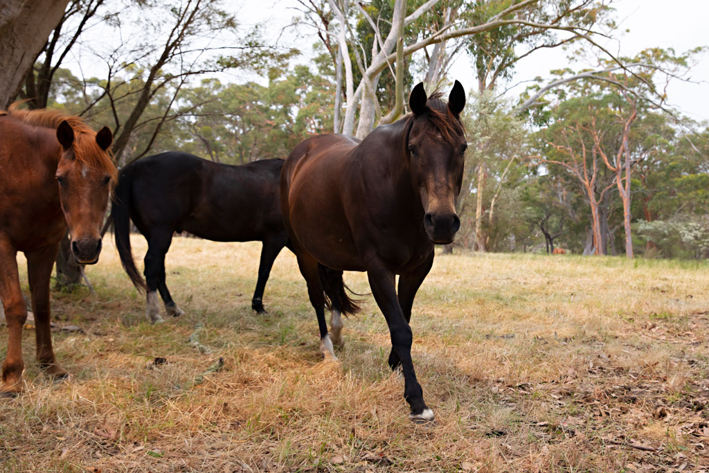 horses roaming around the eco cabins for that true country feel
